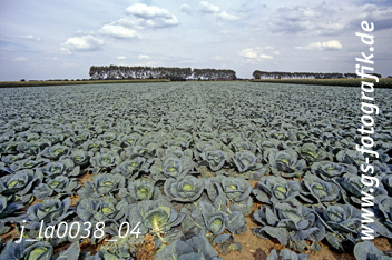 Bild in den Warenkorb legen