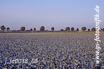 Bild in den Warenkorb legen