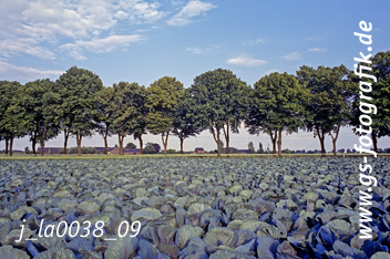 Bild in den Warenkorb legen