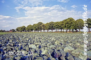 Bild in den Warenkorb legen