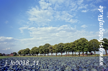 Bild in den Warenkorb legen