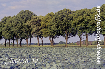 Bild in den Warenkorb legen