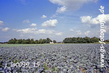 Bild in den Warenkorb legen