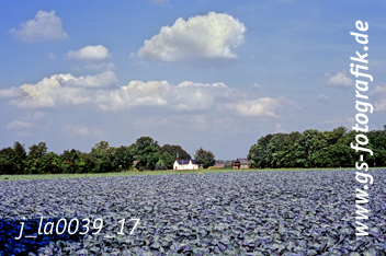 Bild in den Warenkorb legen