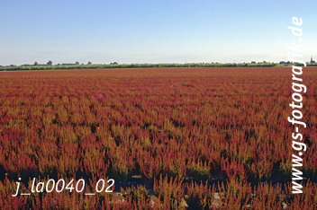 Bild in den Warenkorb legen