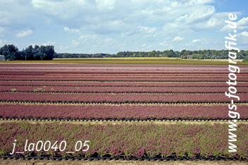 Bild in den Warenkorb legen
