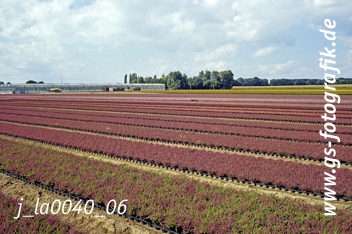 Bild in den Warenkorb legen