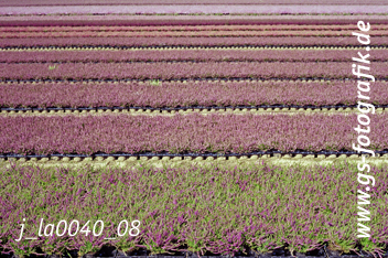 Bild in den Warenkorb legen