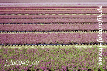 Bild in den Warenkorb legen