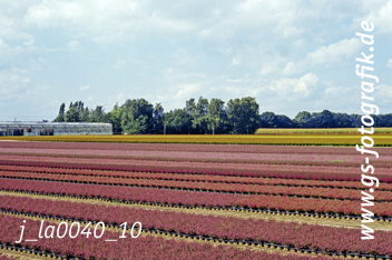 Bild in den Warenkorb legen