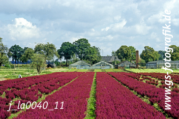 Bild in den Warenkorb legen