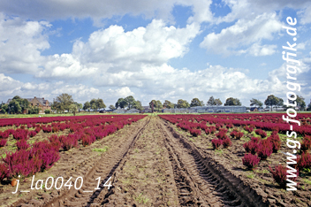 Bild in den Warenkorb legen