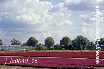 Bild in den Warenkorb legen