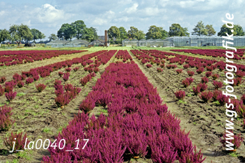 Bild in den Warenkorb legen