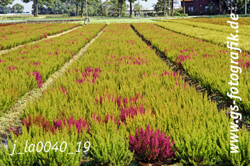 Bild in den Warenkorb legen