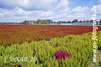 Bild in den Warenkorb legen