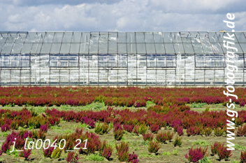 Bild in den Warenkorb legen