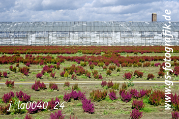 Bild in den Warenkorb legen