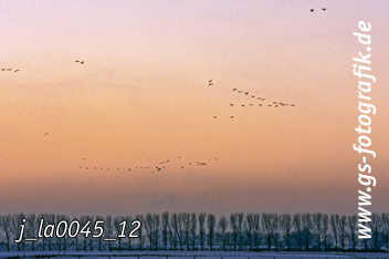 Bild in den Warenkorb legen