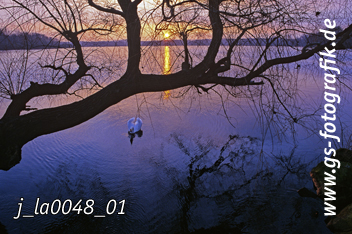 Bild in den Warenkorb legen