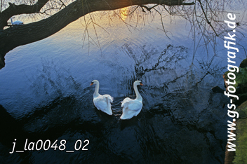 Bild in den Warenkorb legen