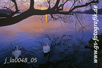 Bild in den Warenkorb legen