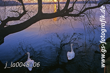 Bild in den Warenkorb legen